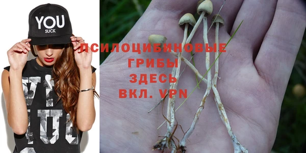 индика Гусев